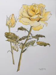 Gelbe Rose mit Blättern und Knospe, 2012